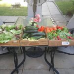 Première récolte de légumes de l'année 2017 pour l'organisme Les Jardins du Coeur